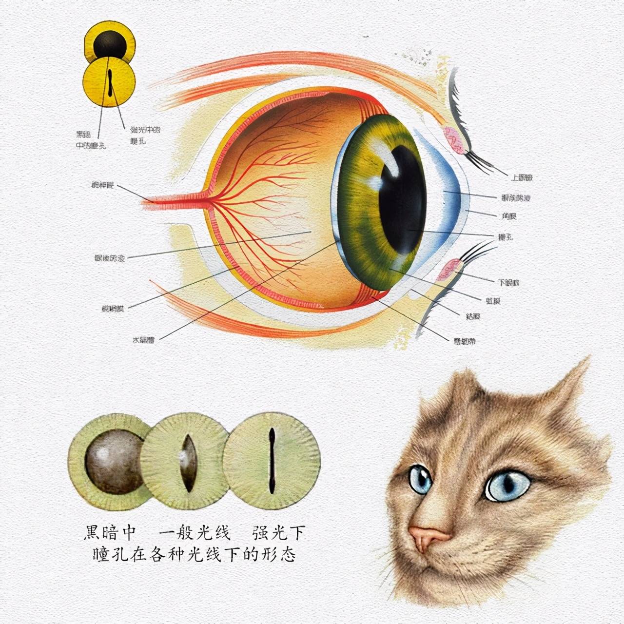 猫眼球解剖图图片