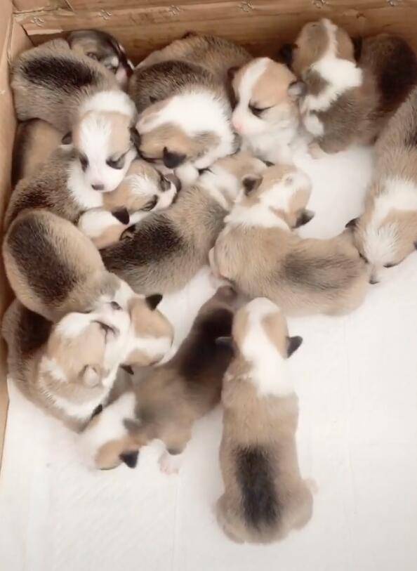 柯基群加入一只二哈,眼花缭乱,傻傻找不出隐身的二哈!