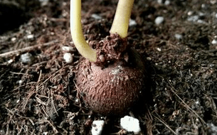 仙客来花谢后就扔了?实在太可惜,处理一下明年还能长出满盆花!