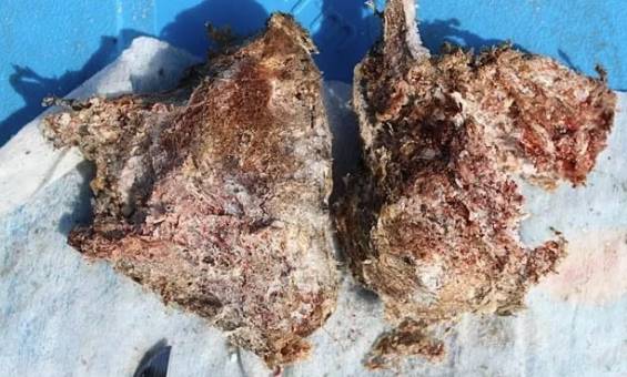 原创科学史上的硬核实验冰冻数千年的猛犸肉吃起来是啥味道