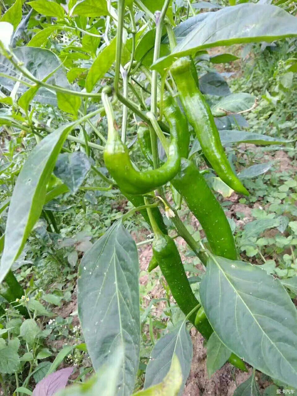 全州至味油锅炸擂土椒