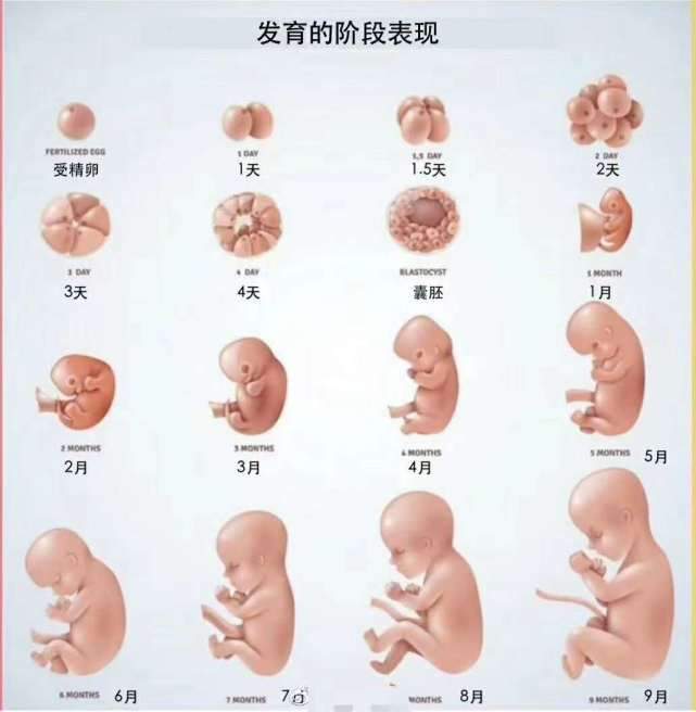 怀孕10周宝宝有多大图片