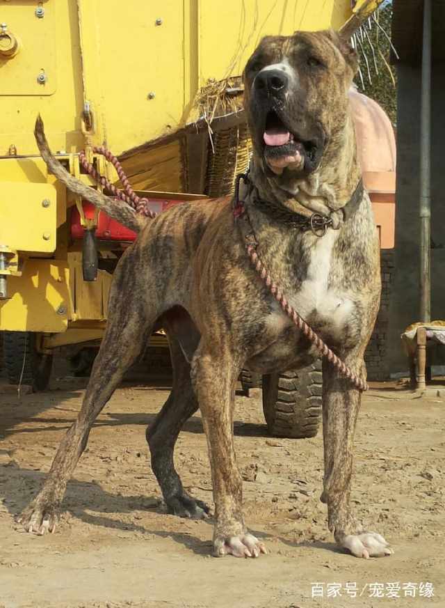 說到高原地區的猛犬,很多人會想到,我們曾經引以為傲的藏獒曾經的藏獒