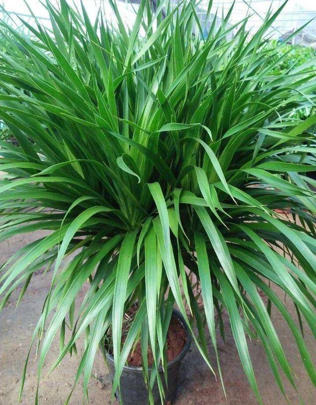 龙须树,又称为香千年木,龙血树,它的叶子细细长长,翠绿色有光泽度