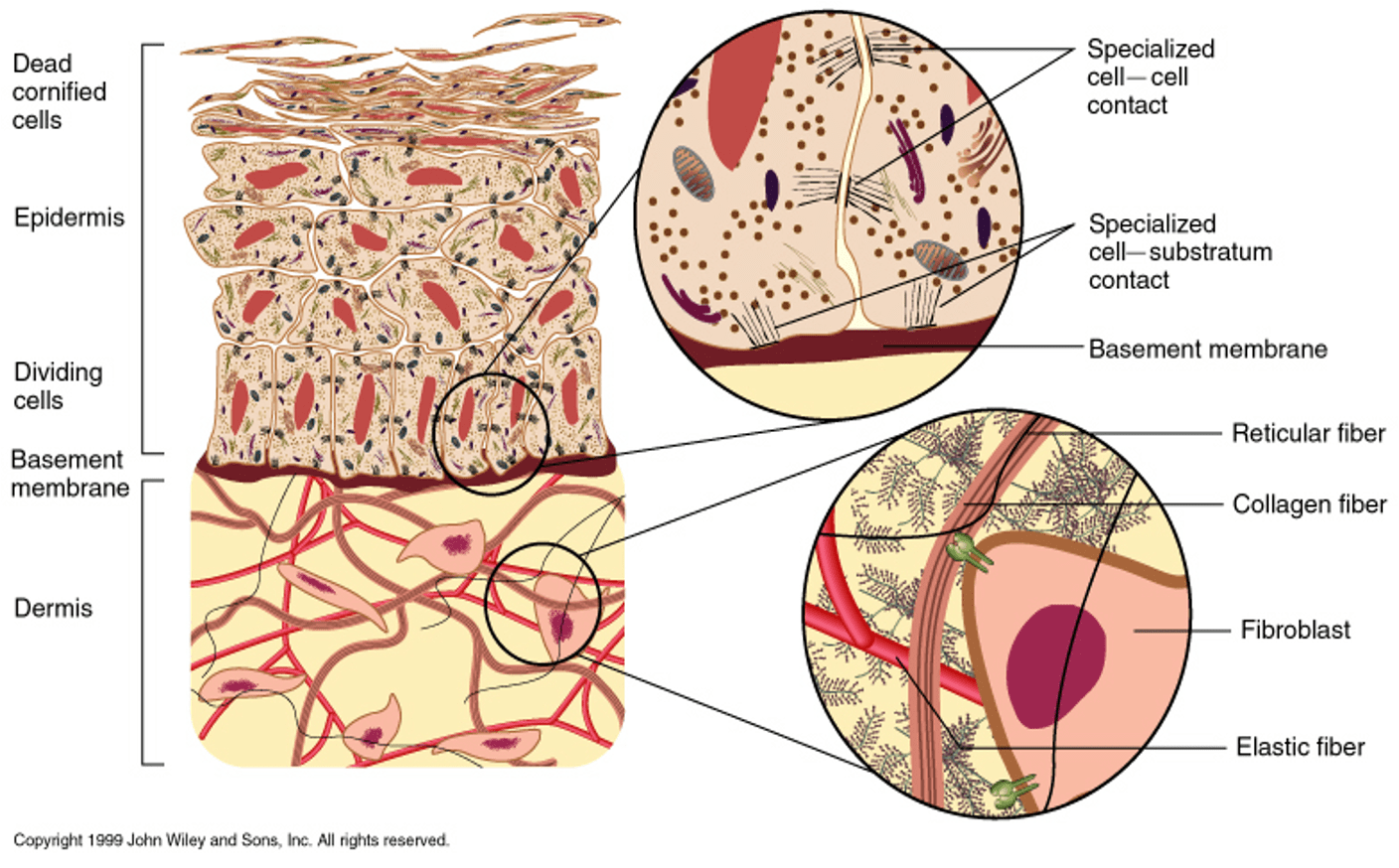 818你不了解的鼠尾胶原_干细胞