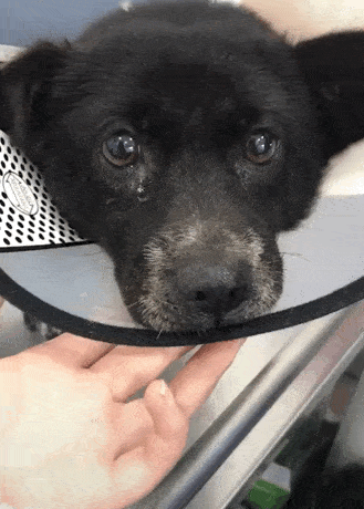 小土狗跟新养的泰迪打架,被主人扔了出来,狗狗泪流不止