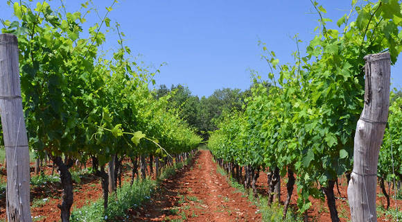 格拉塞维纳(grasevina, welschriesling)一直是克罗地亚