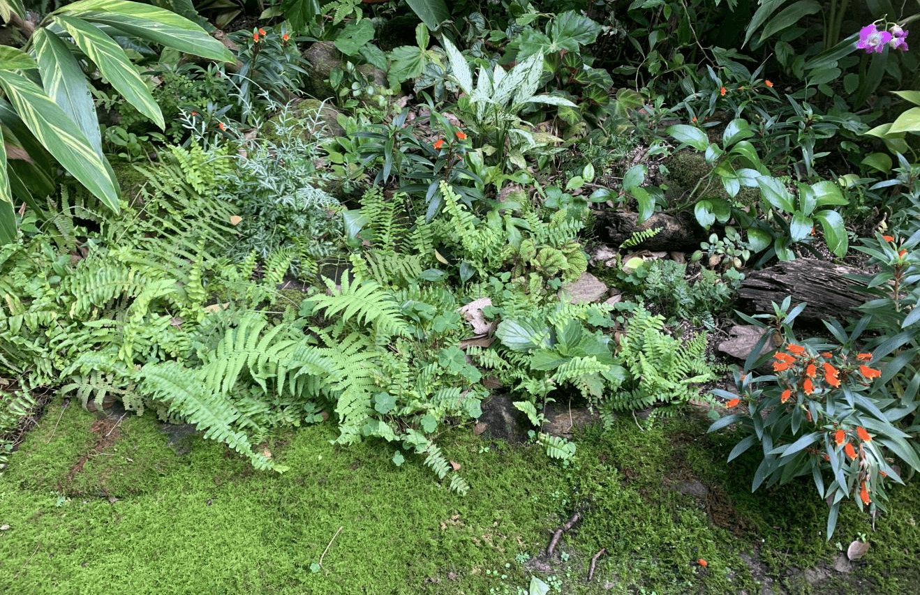 深圳仙湖植物园蕨类别有洞天_景观