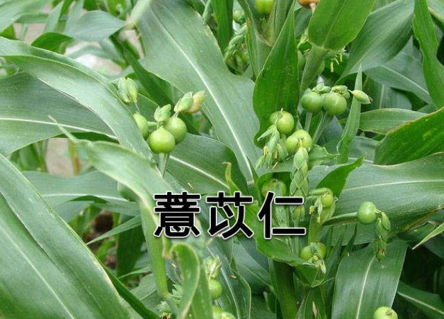 都知薏苡仁的去湿功效好可你真知道它的其它功效与禁忌吗