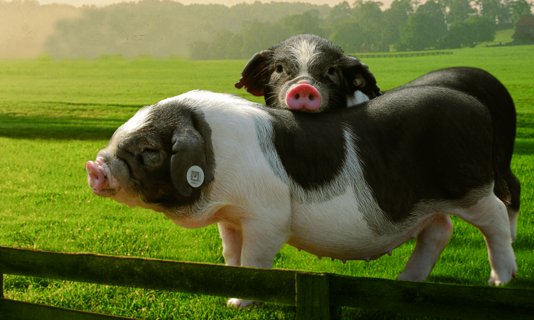 神似大熊猫还住着五星级猪圈拼多多上这种猪你见过吗