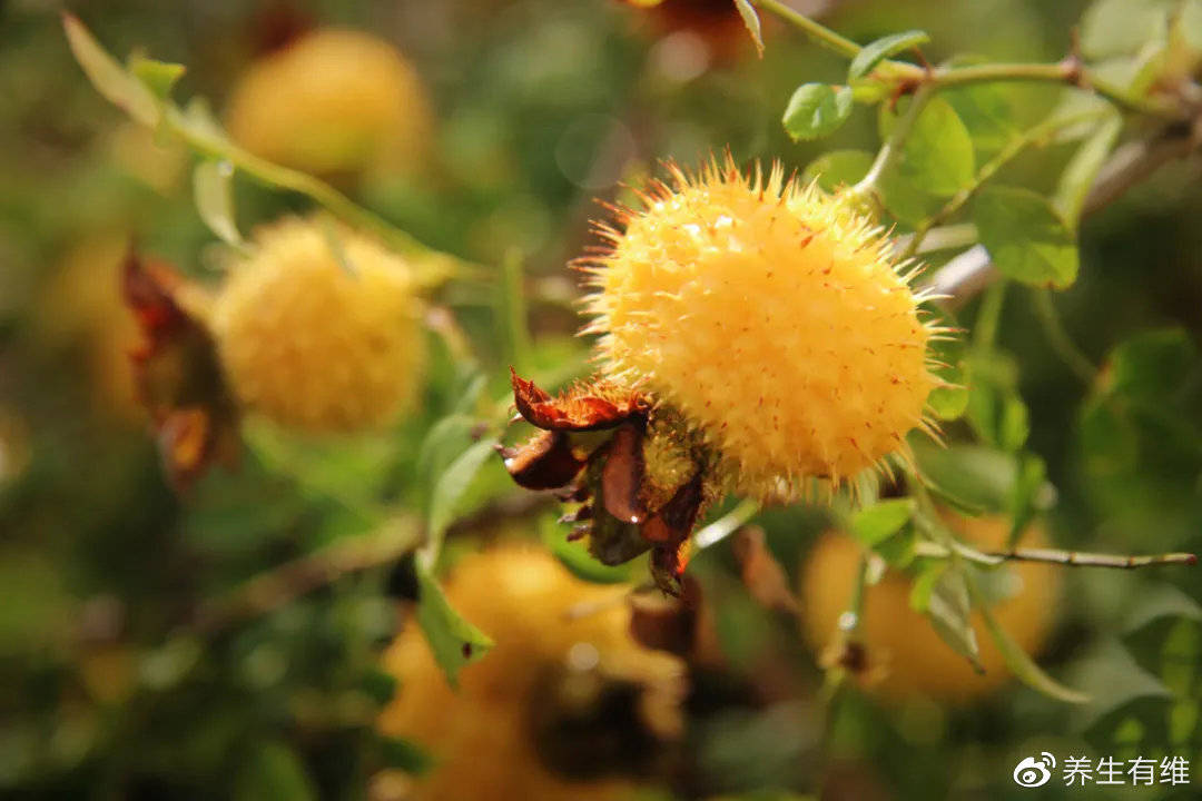 刺梨经典炎黄二帝食后赞曰此圣果也