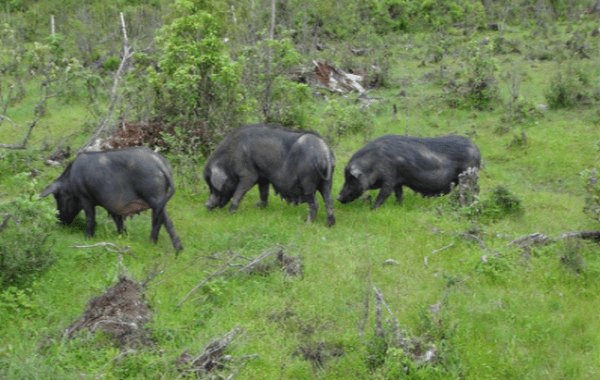 肉中之王庆慧丰野生态跑山猪