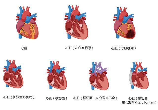 心血管系統高清矢量圖彙總心內科醫生必備