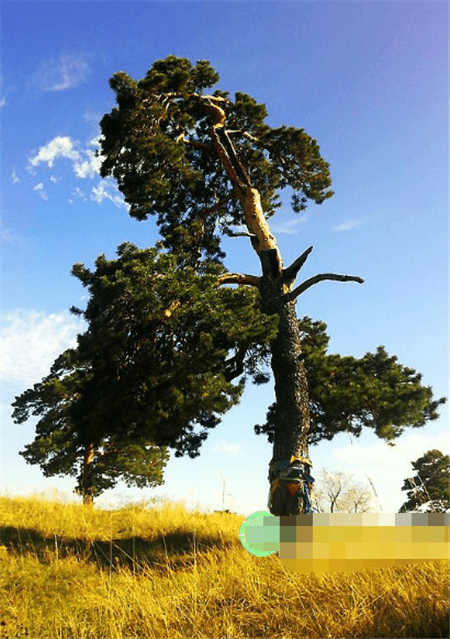 世上最不"正经"的两棵树,女生看到都会脸红心跳,寓意让人暖心