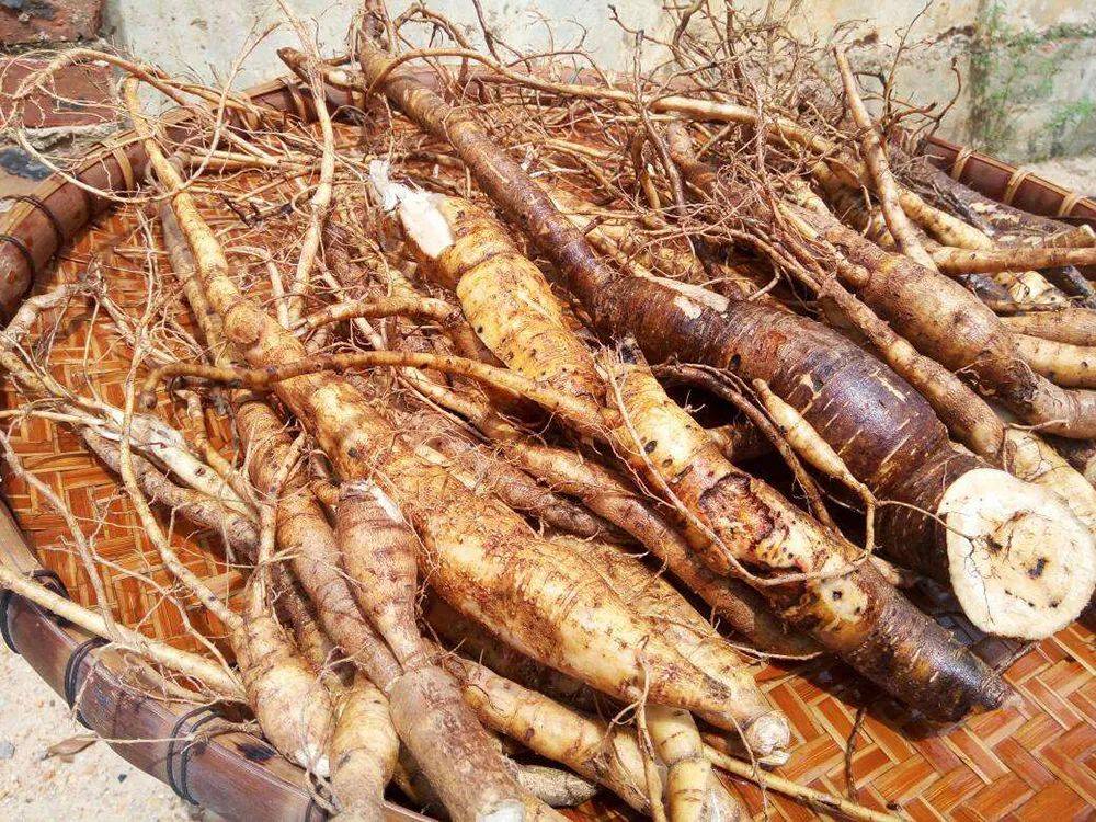 这种山草药,过去是穷人救命粮,目前100多元一斤,南方煲汤靓货