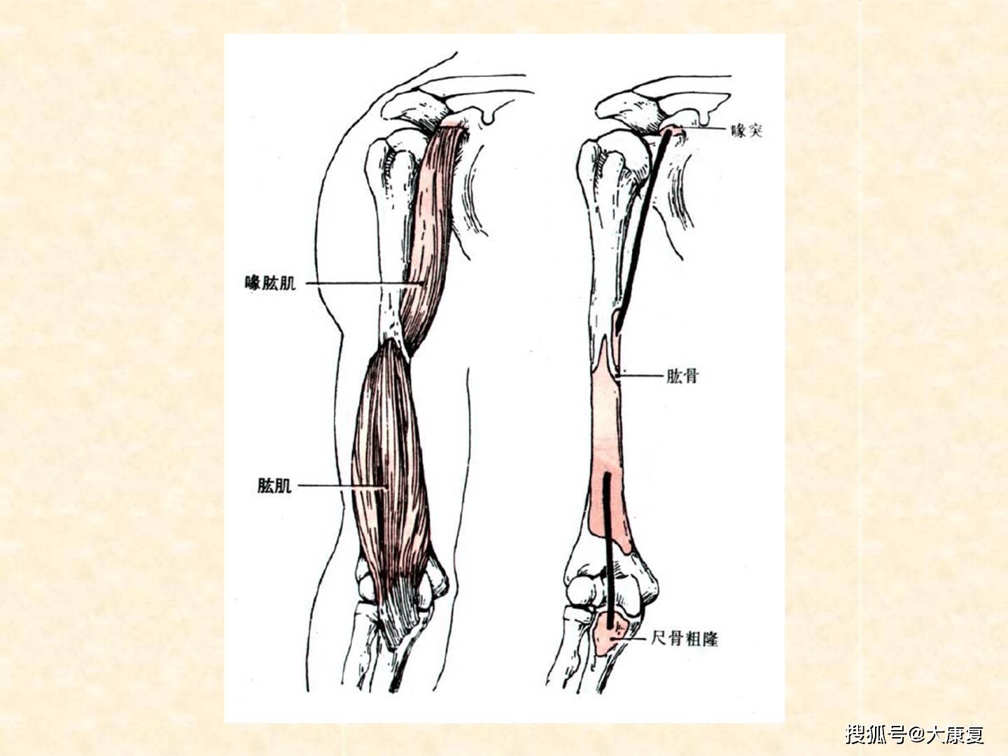 人体解剖骨骼肌上肢肌