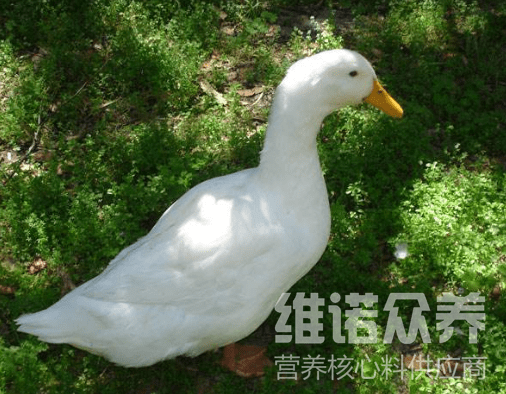 一种狄高鸭的饲养喂料狄高鸭饲料配方