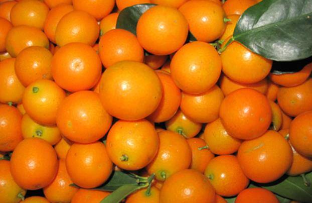 融安金桔人人都爱的长寿果清甜爽口又营养