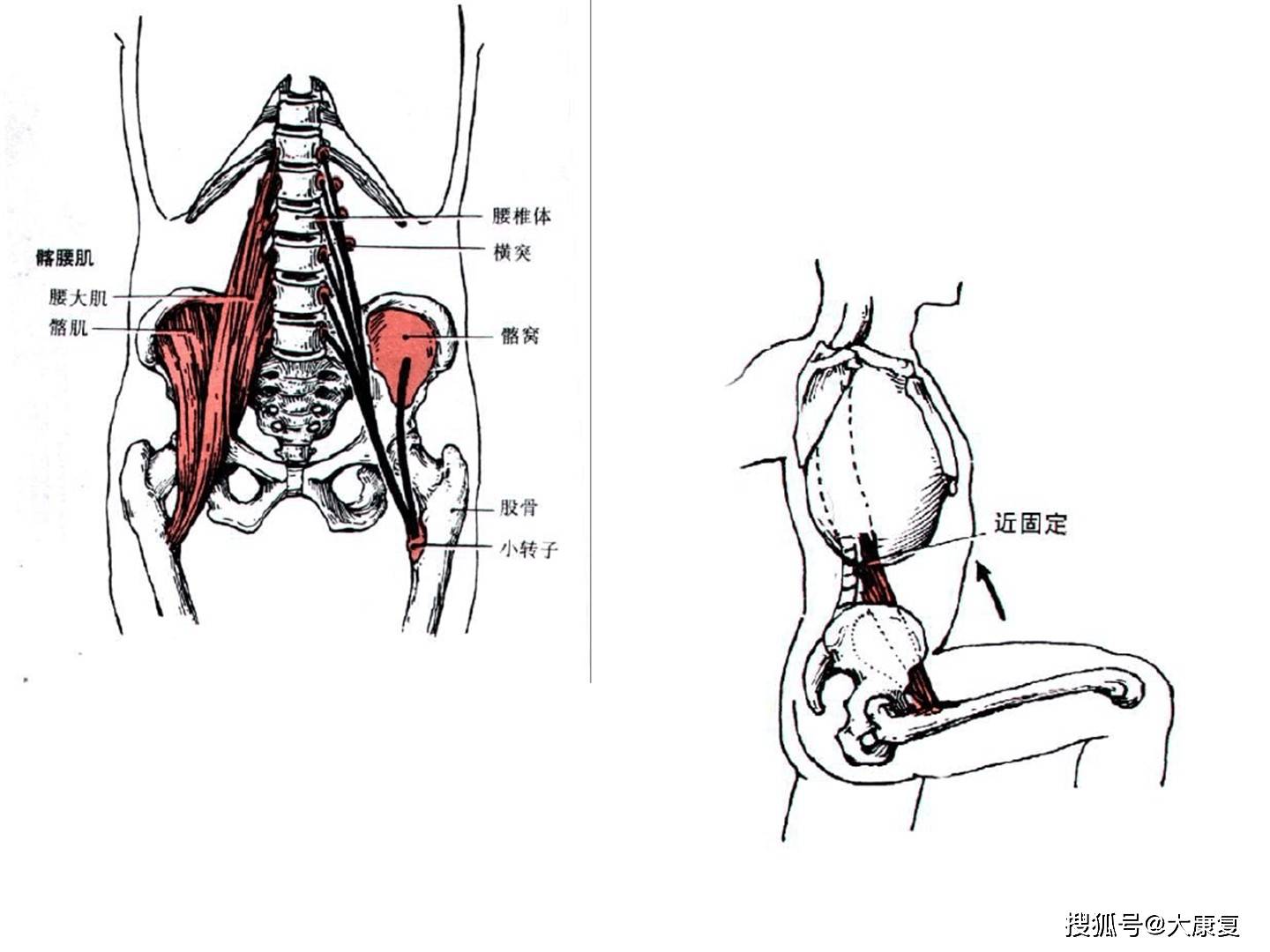 人體解剖骨骼肌下肢肌