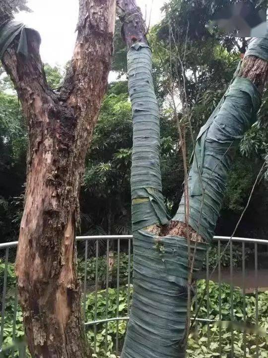 廣東四男子盜伐黃花梨樹被判刑,大紅酸枝會不會成為下一個黃花梨?