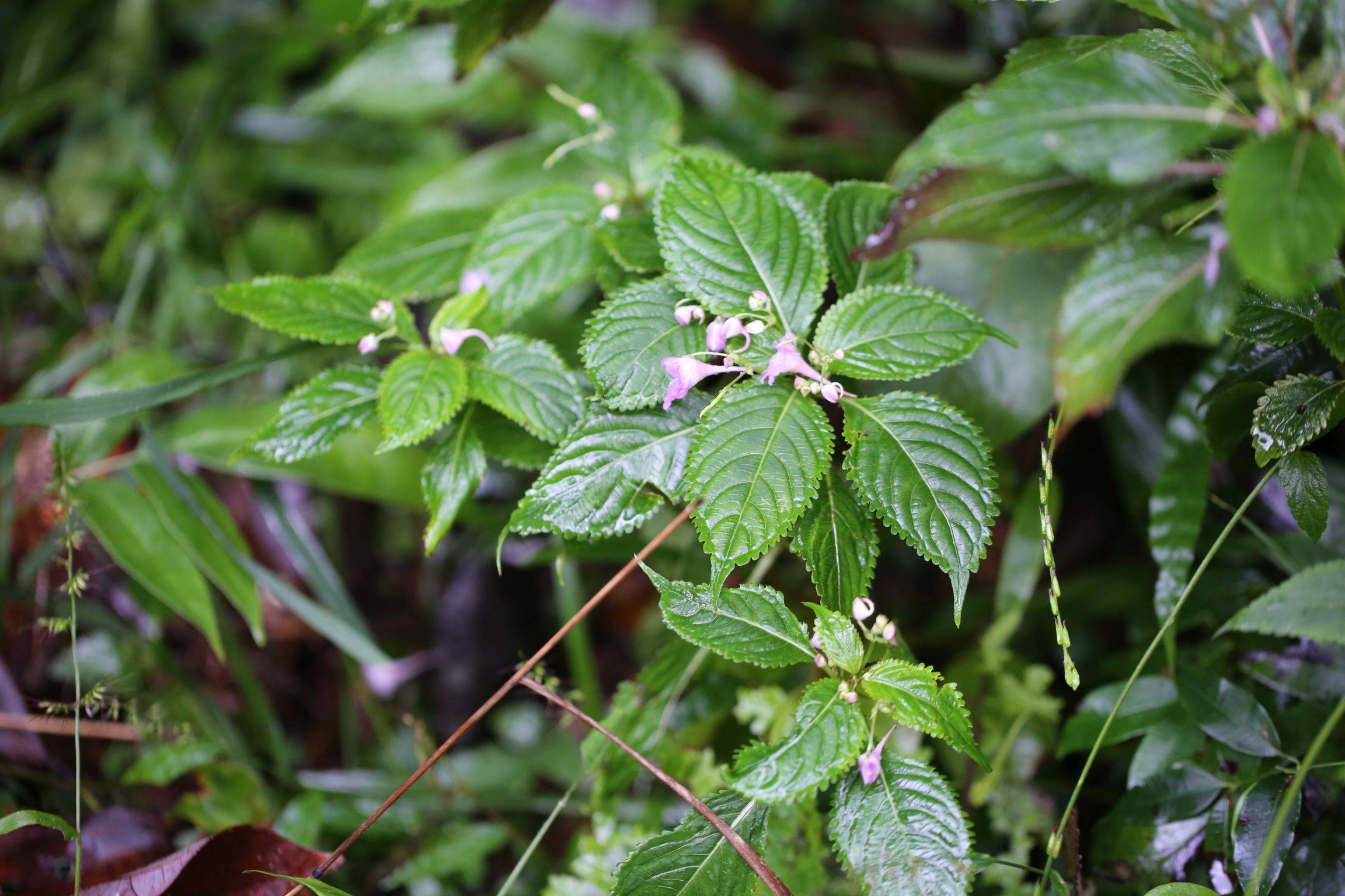 庆元植物1351-凤仙花科-凤仙花属-九龙山凤仙花-搜狐大视野-搜狐新闻