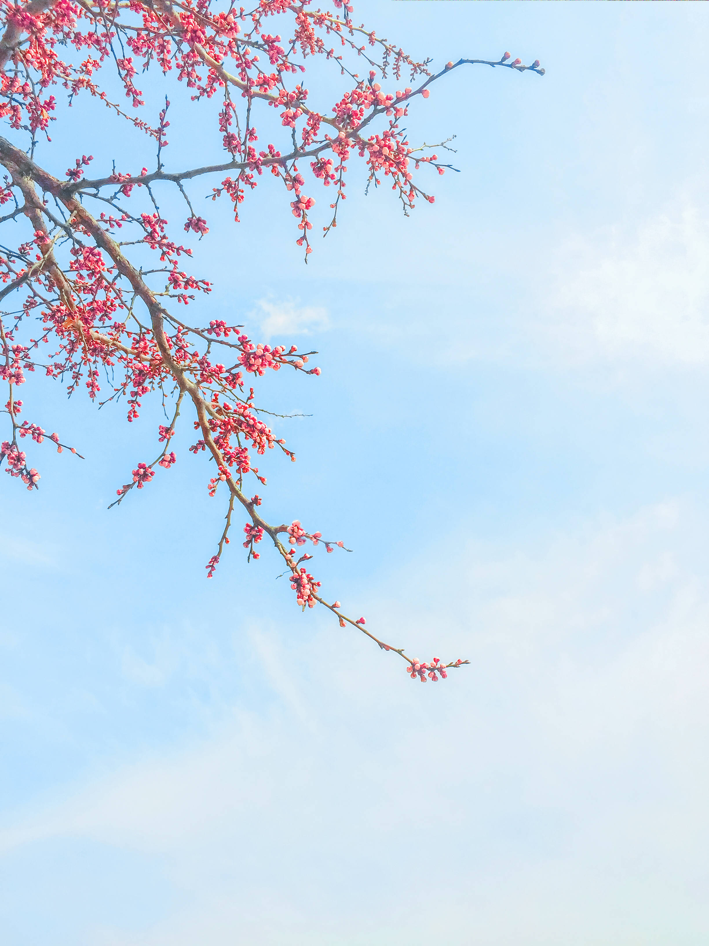 春天来了,充满阳光和希望的季节来了,暖暖的温情在心中