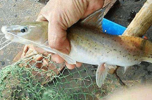 此鱼自带"芝麻香",肉质嫩滑营养价值高,却被人误认成入侵物种_鲶鱼