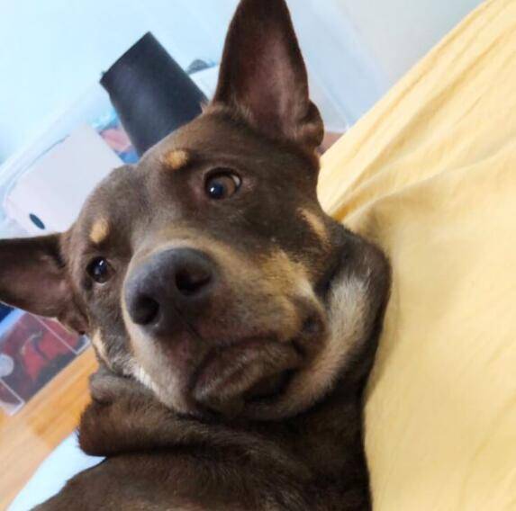 是可爱的标配呀,12张萌宠双下巴图片,麻烦大家看完不要羡慕