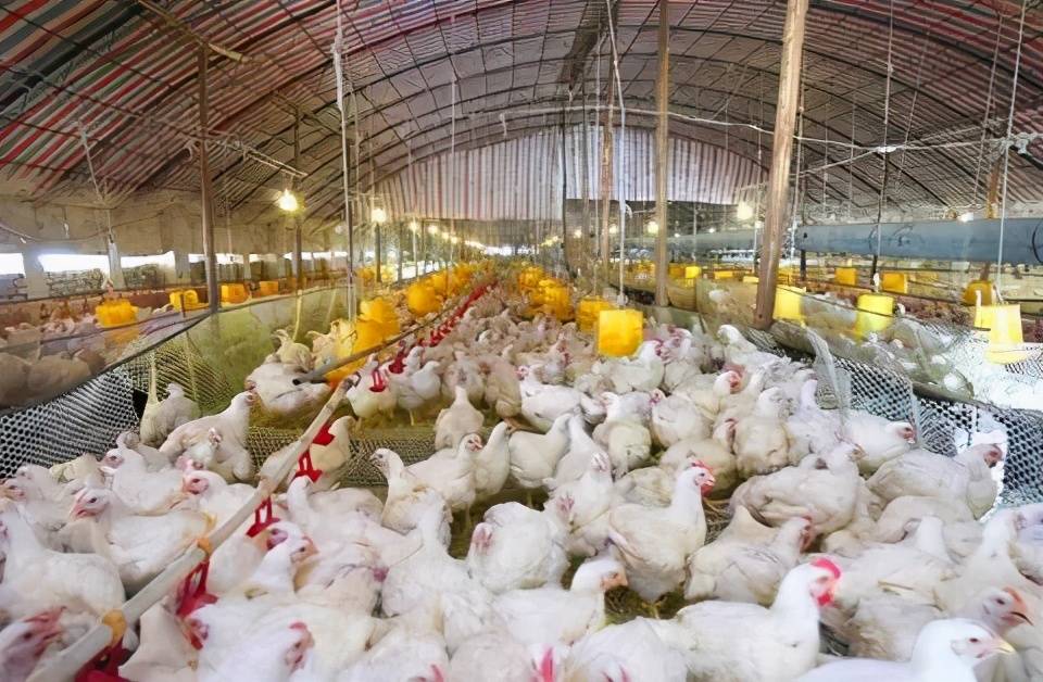肉鸡老是反复过料,肌腺胃炎久治不愈,你真的选对治疗方法了吗?