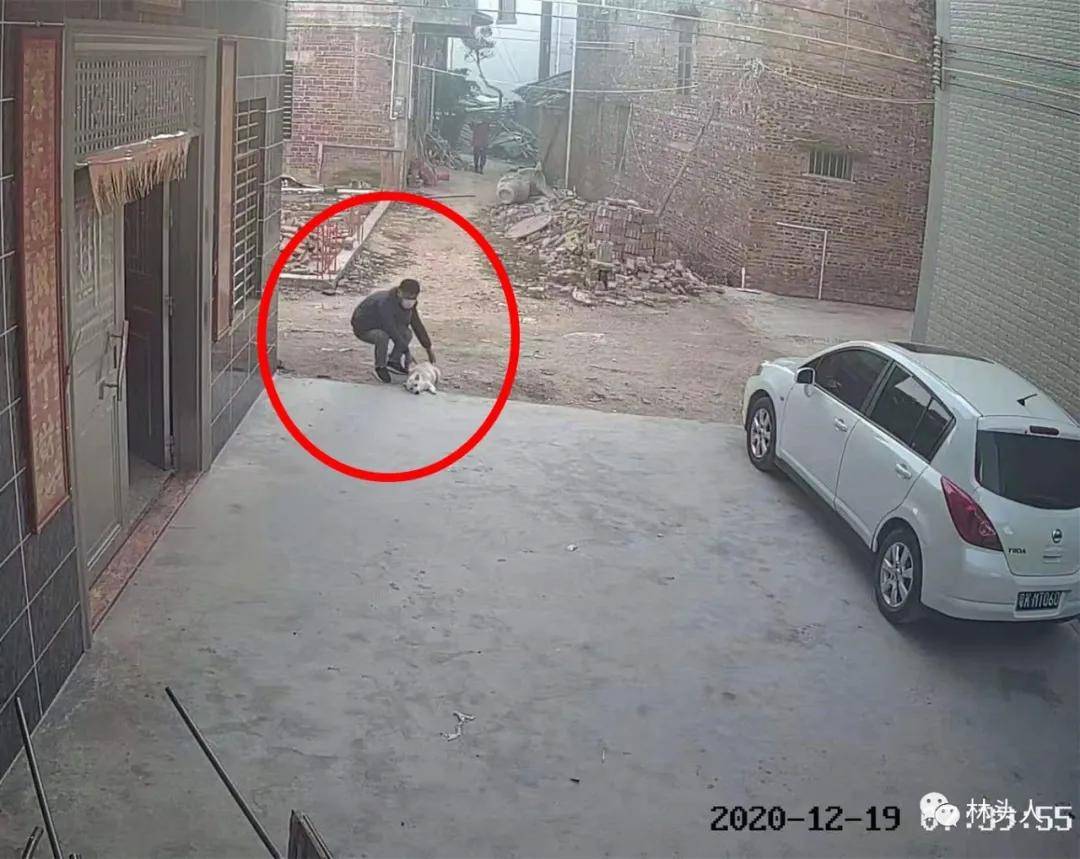 迅速将一只卧在家门口的狗抱走一名目无王法的偷狗贼屋主一位70多岁的