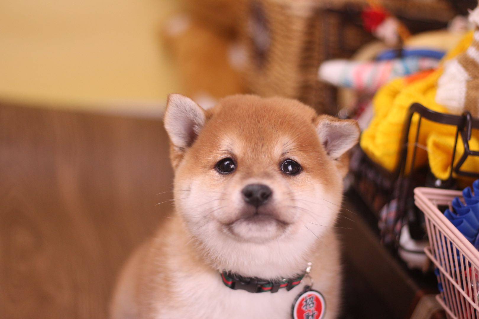 柴犬的白手套代表什么柴犬有白手套好不好
