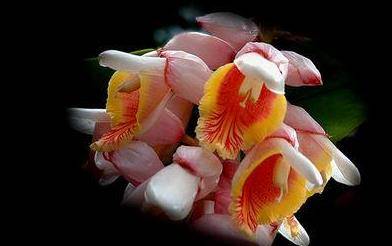 杜牧以豆蔻形容少女很污?