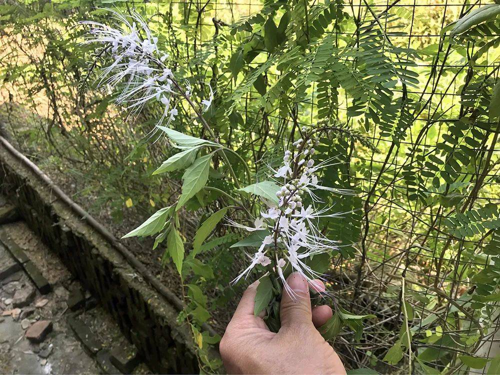 肾草 来自搜狐网