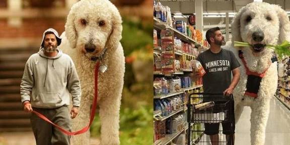 400多斤比主人还高的巨贵登场!然而真相却让人大跌眼镜_手机搜狐网