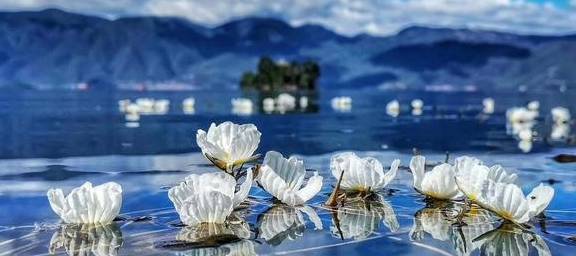 人间仙境泸沽湖！6月到8月“水性杨花”盛开，花瓣像是冰雪捏成