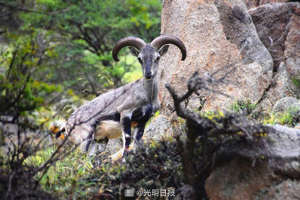 宁夏6人多次非法猎杀岩羊案宣判 最高被判10年-搜狐大视野-搜狐新闻