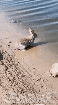 8〗我还是第一次知道兔子竟然会游泳,太不可思议了!9.