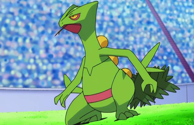 宝可梦蜥蜴王真的是丰源御三家冷门其实使用率不算低