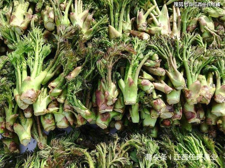 还真有,这榖木的嫩芽俗称"刺老芽",原本是我国东北地区一种常见的野菜