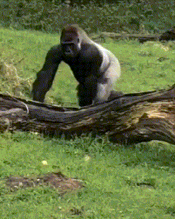 猩猩跳舞动态图片图片
