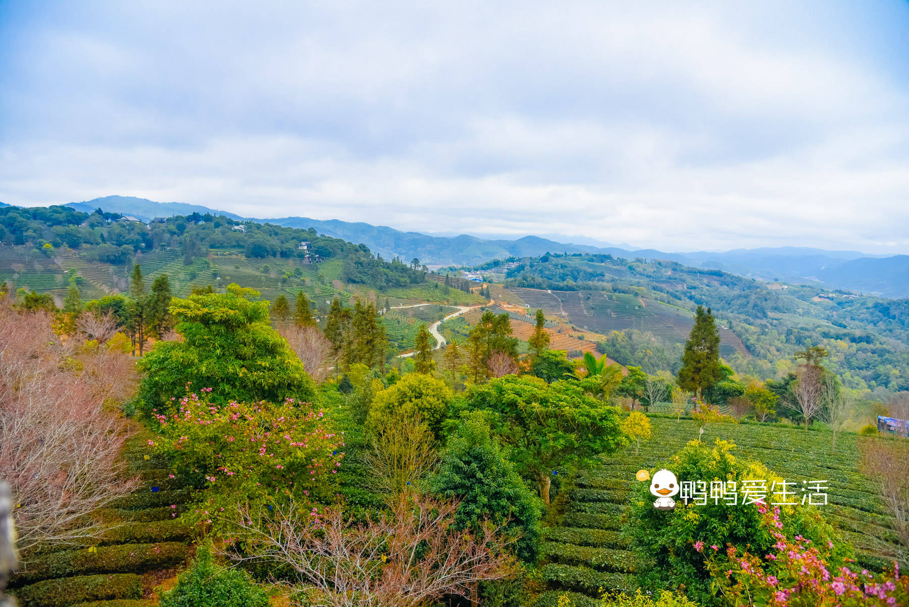 普洱营盘山上有座茶博苑，万亩茶山风光秀丽，游客可体验制茶乐趣
