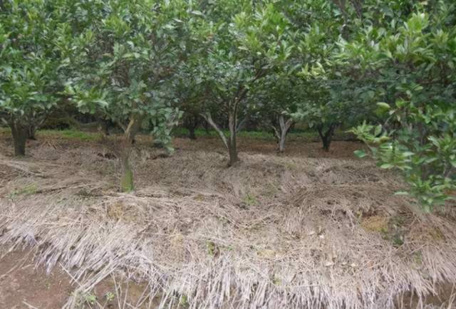 柑橘防冻宝典,再也不怕冬季遇寒流