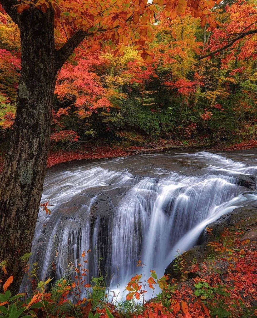 移民港摄影师拍下日本各地红叶绝景有生之年一定要在日本看红叶