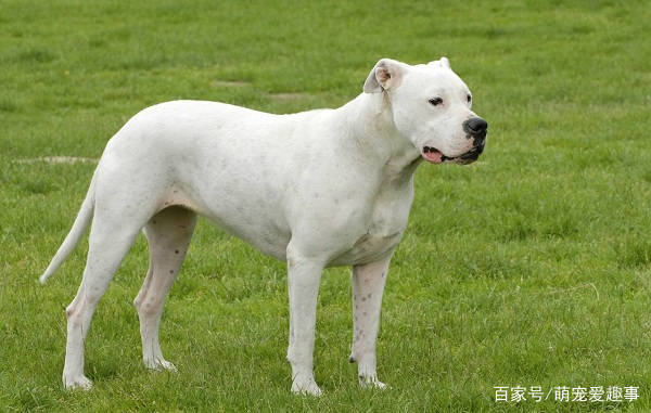 原創世界十大凶犬最新排名很多國家都嚴禁飼養