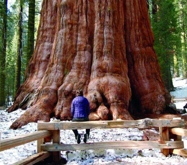 世界上最高的树有多高?人类在它面前如同蝼蚁