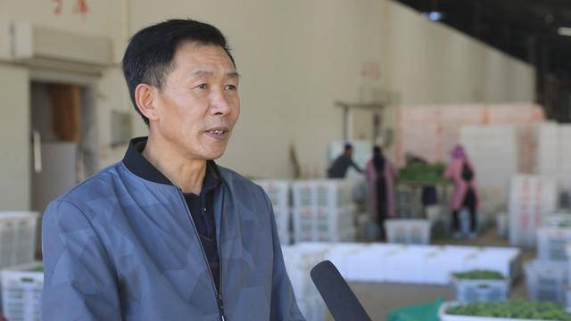 保山施甸:鲜豌豆走俏市场,农户收入不菲_施甸县