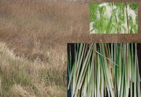 茅草尖-翠玉一样的绿芯在光下披着银白色的绒毛.