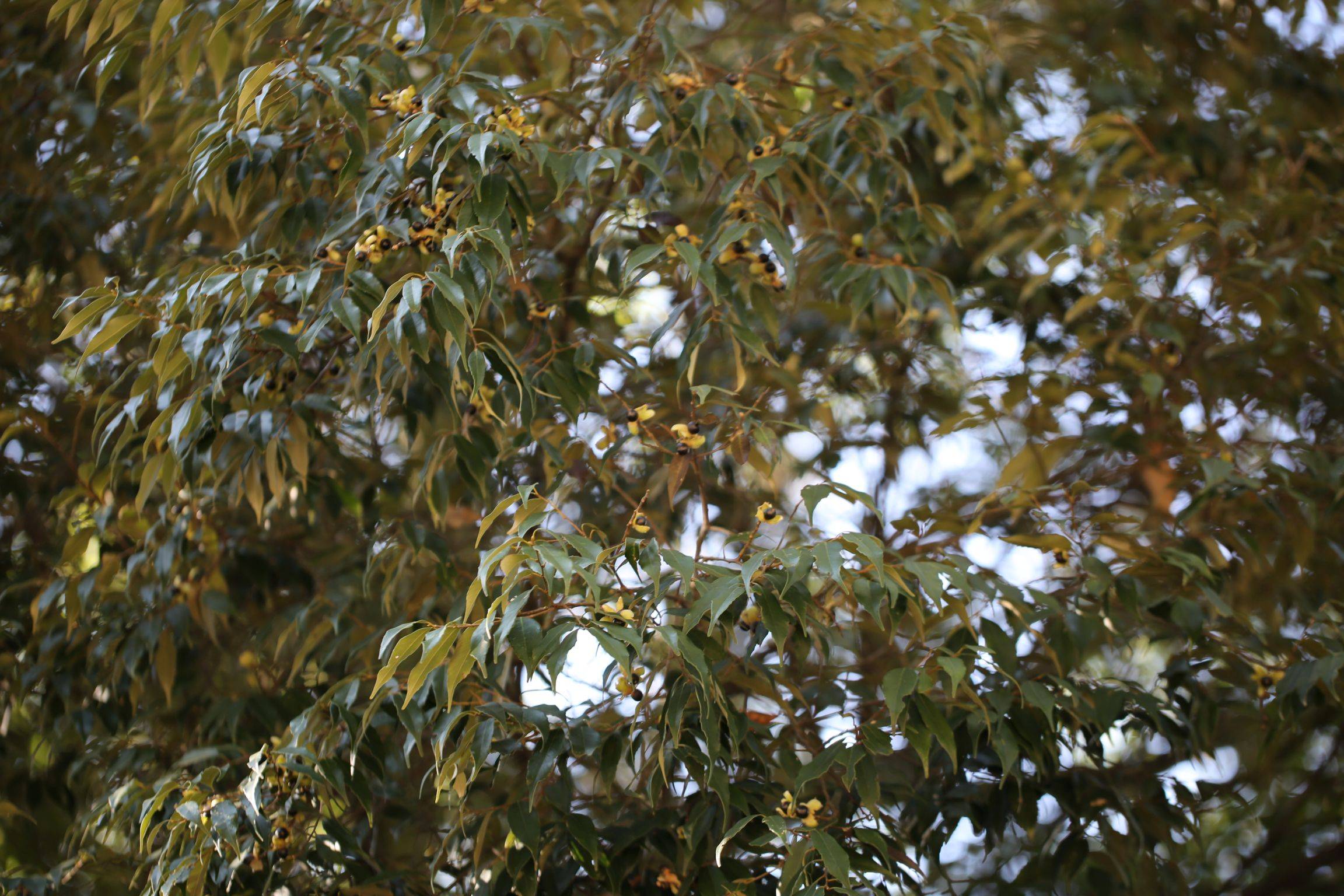 庆元植物1361-壳斗科-锥属-米槠