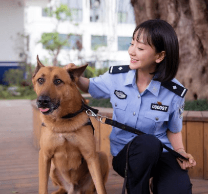 中国警犬添加新成员了这几种狗狗你认识吗