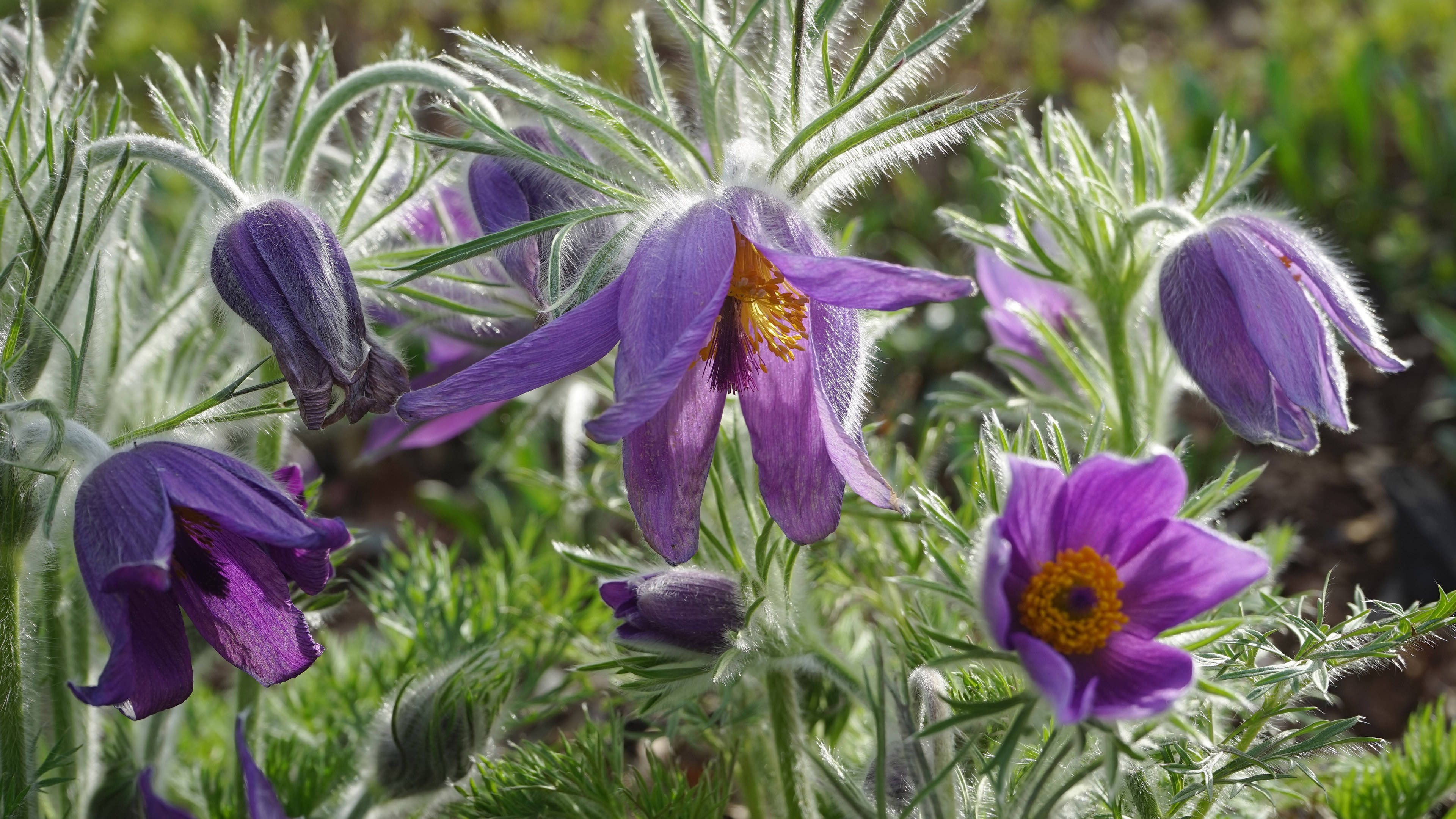 原创预计14天里,月老牵线,缘分桃花连忙赶来,点燃爱情的4大生肖